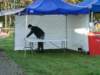 koninginnedag 2012 003_small.jpg